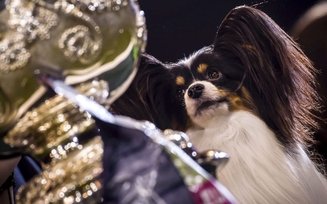 Crufts sales 2019 twitter